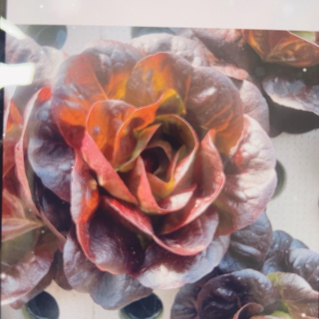 葫芦岛市山窝窝绿色农业