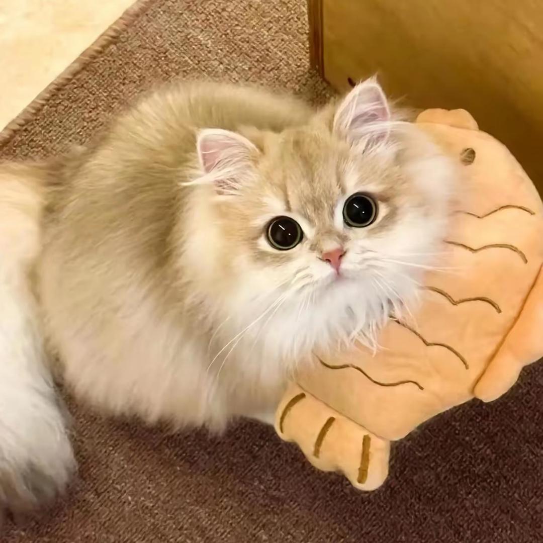 萌宠猫猫星球🐈