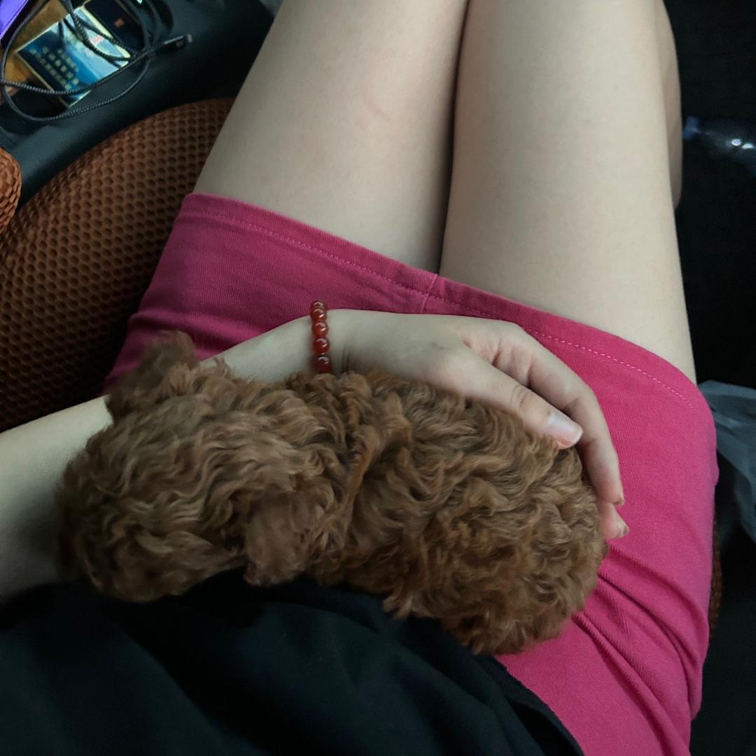 🍣三文鱼卷卷花💐