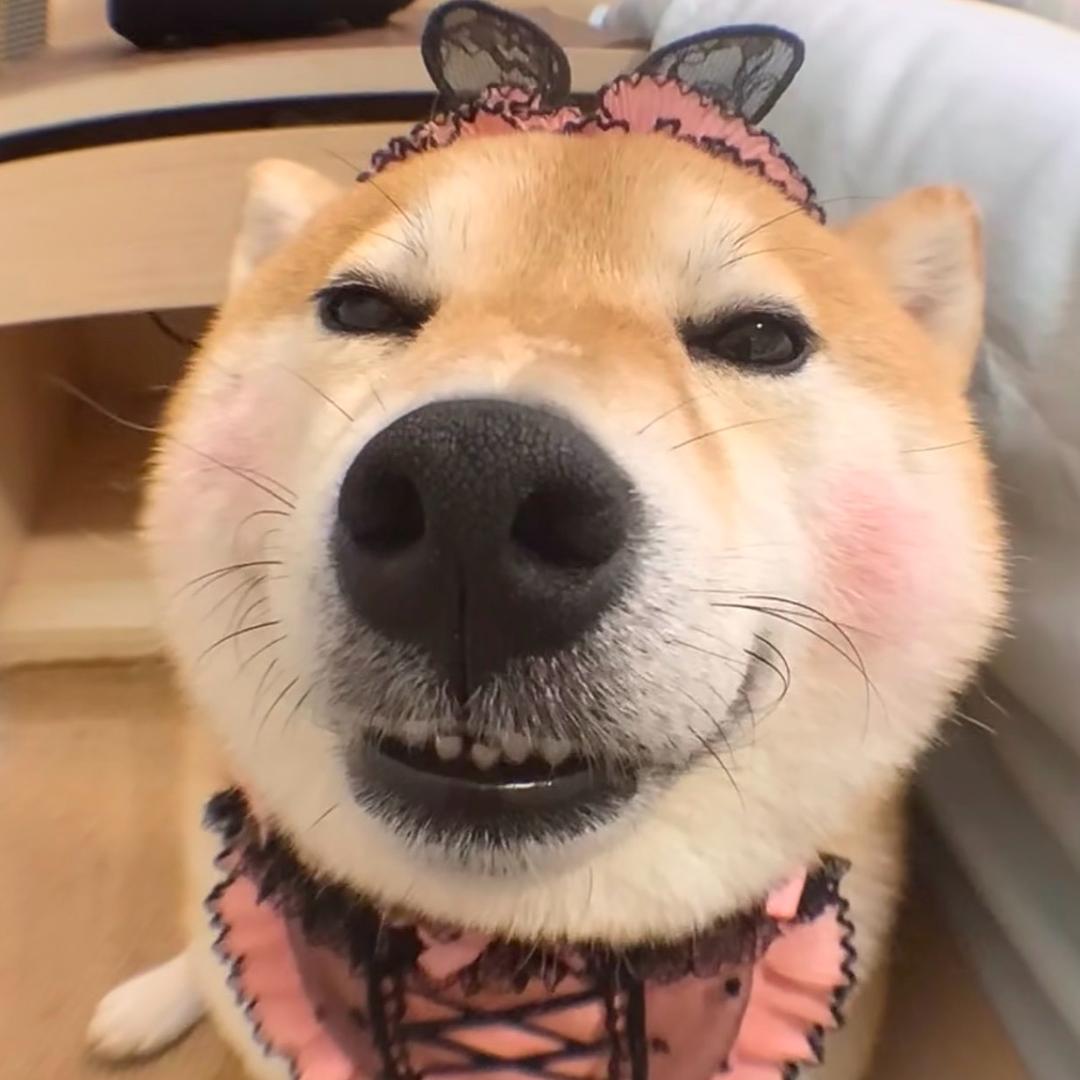 贝贝大王ovo