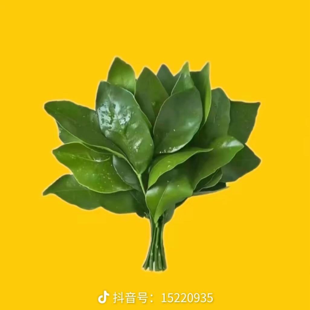 扎鲁特旗众里寻花