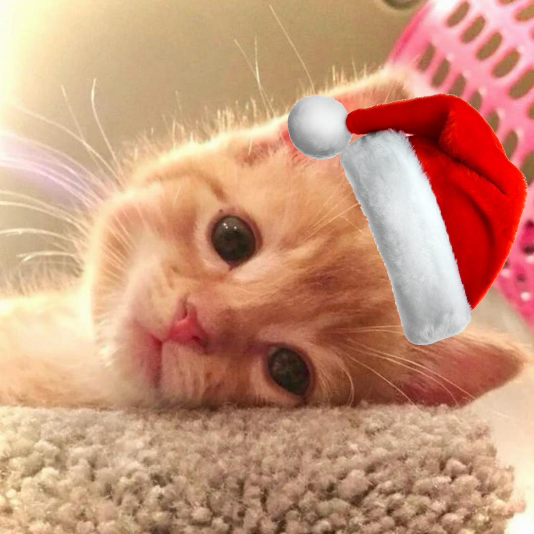 再来一杯杨枝甘露