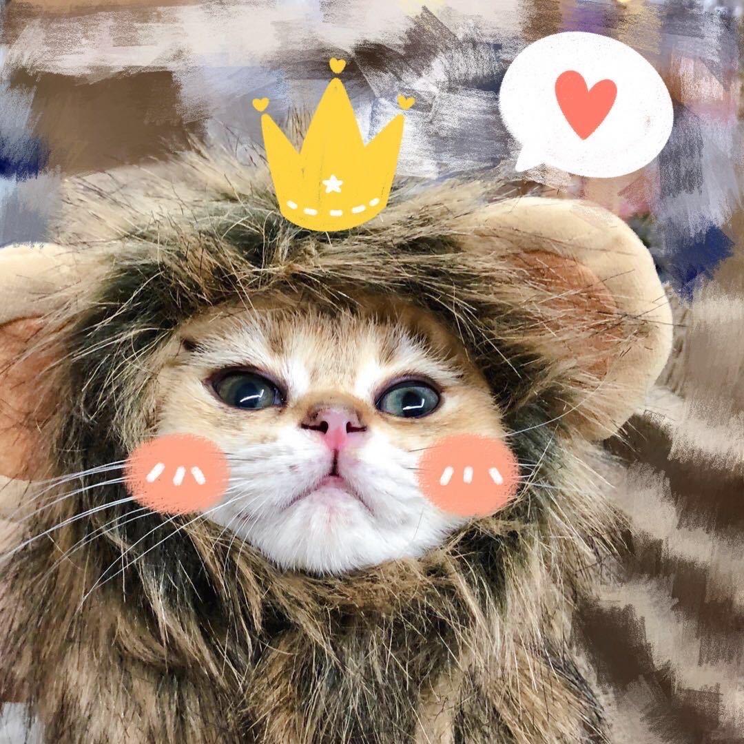 喵喵姐