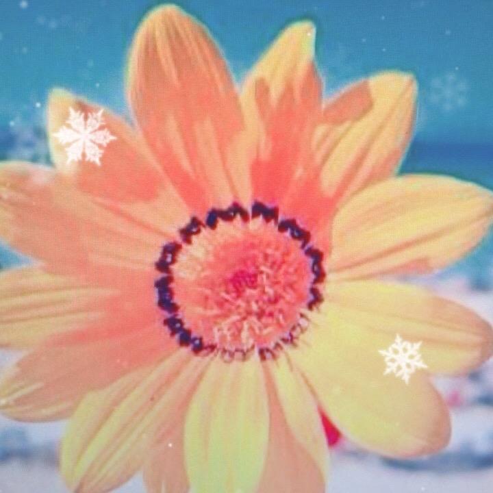 宇智波🌹柚