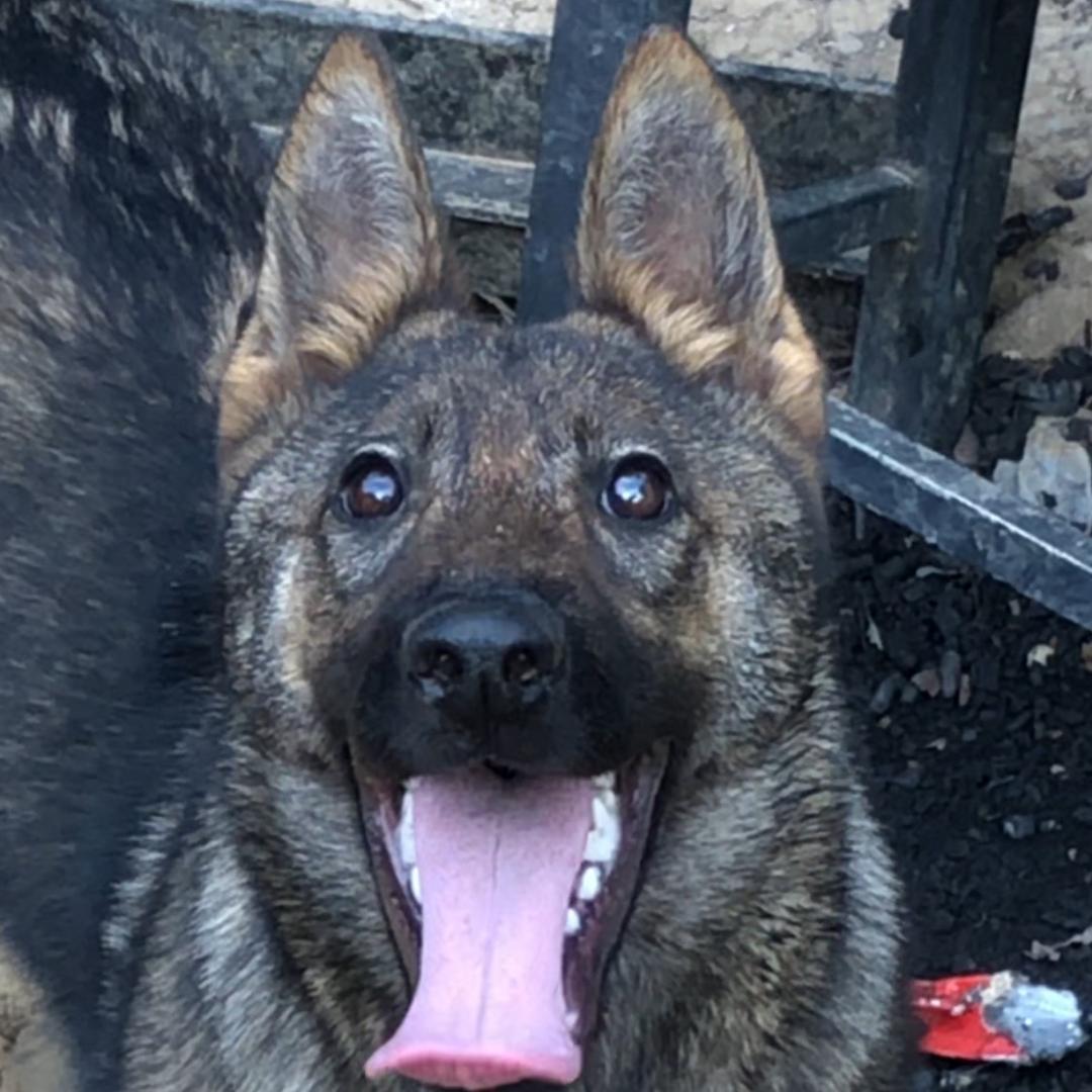 阿  俊  昆  明  犬 舍（小号）