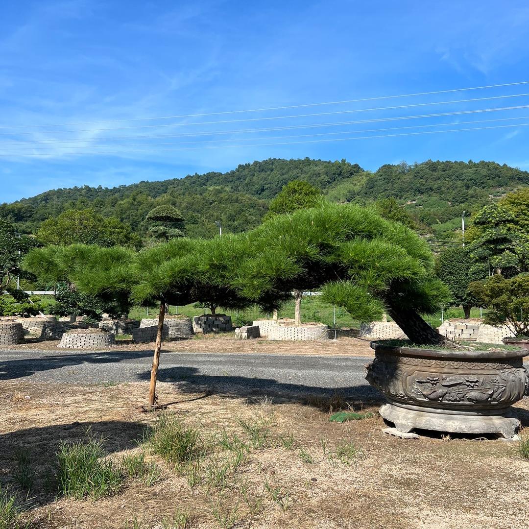 大杨盆景