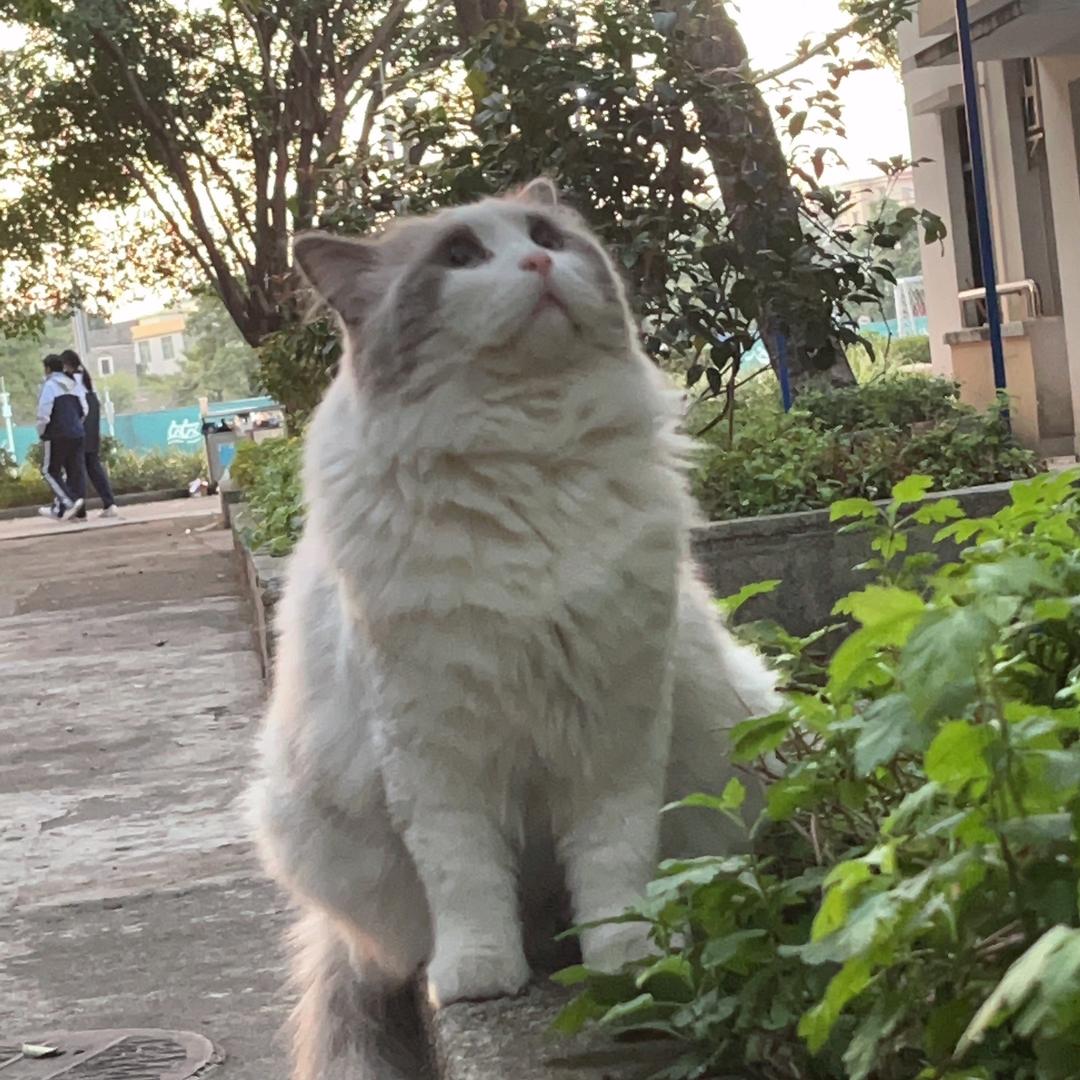 🌈 是阿团吖🌈