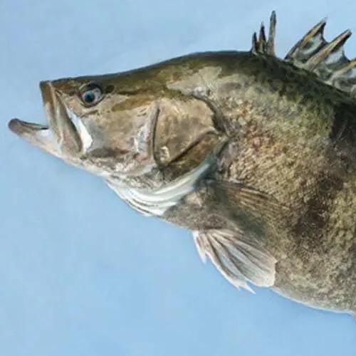 曼特裕水产鱼苗批发