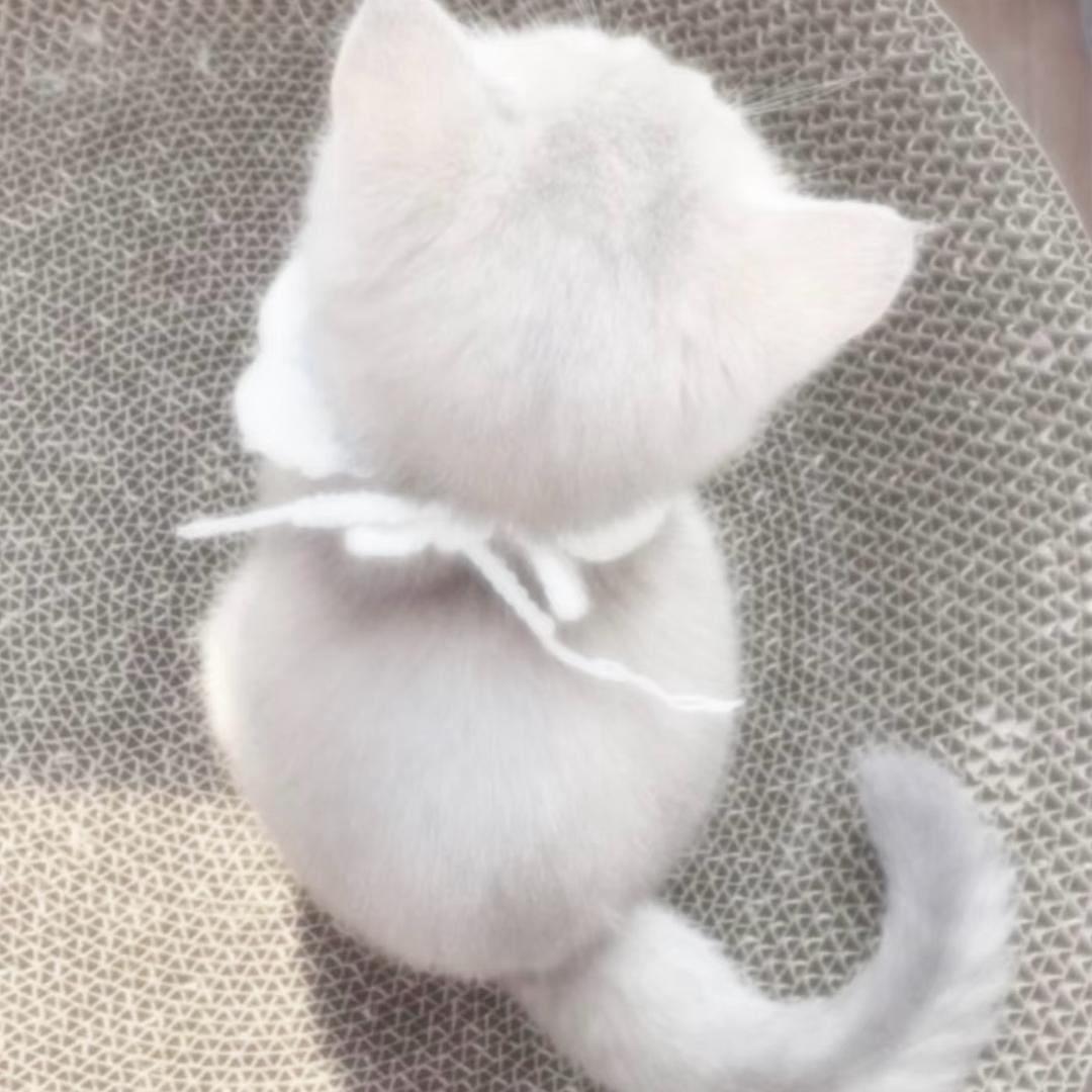 2茗