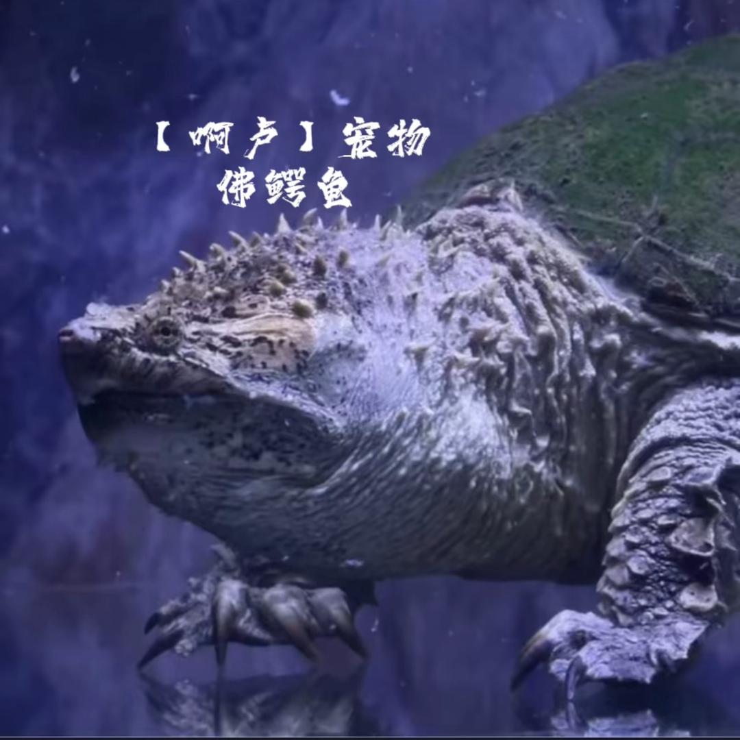 佛鳄啊卢水产商行