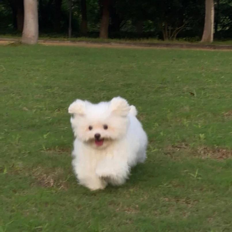 来福🐶