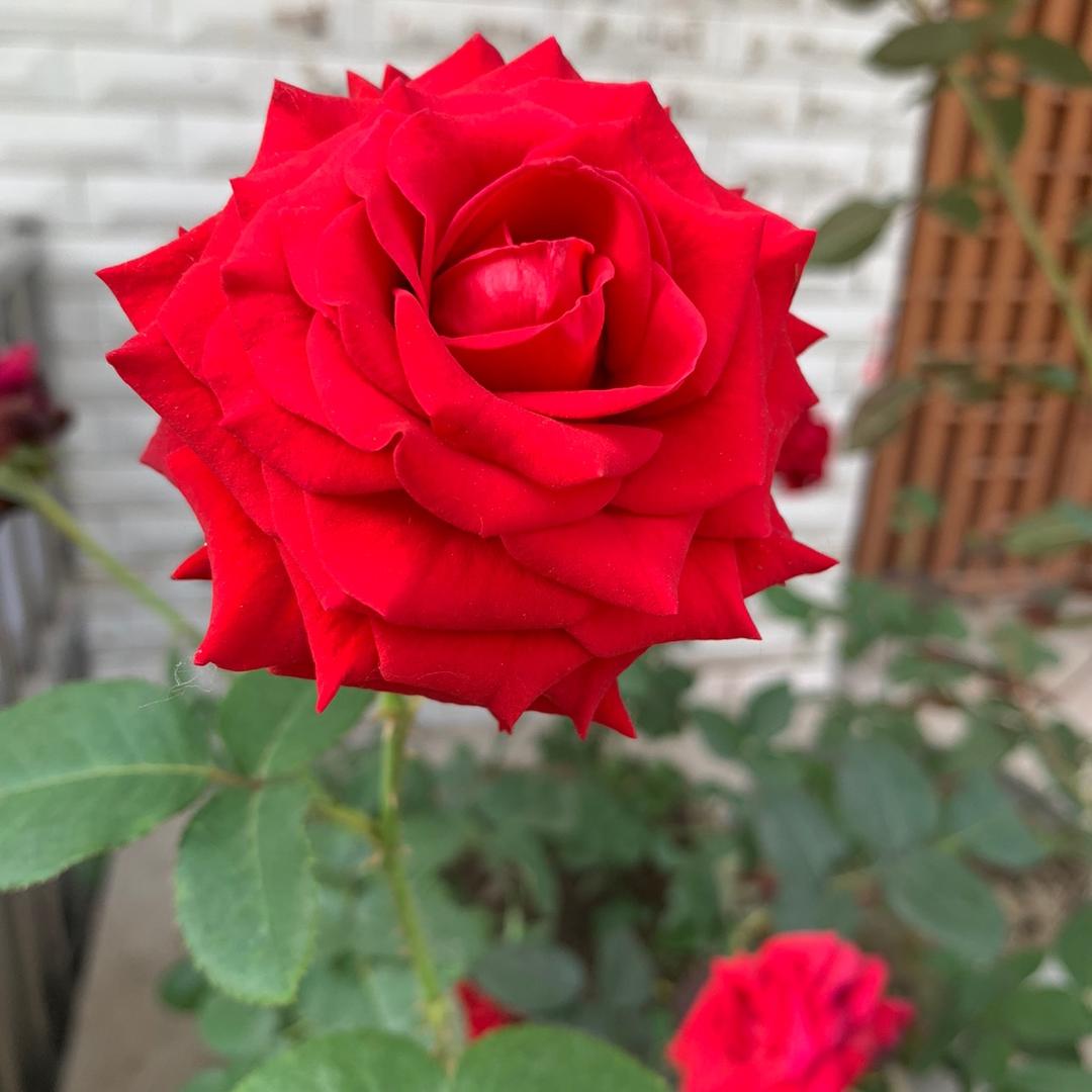 🌹爱宝
