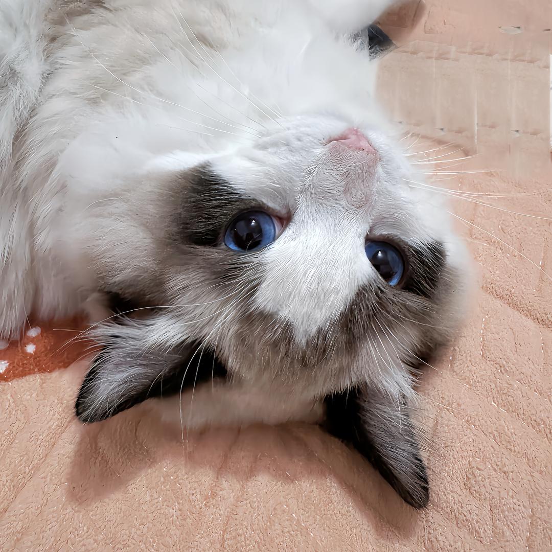 可爱木鱼猫殿下