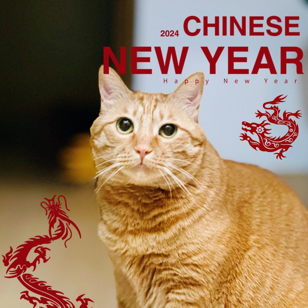 社猫猫🐾
