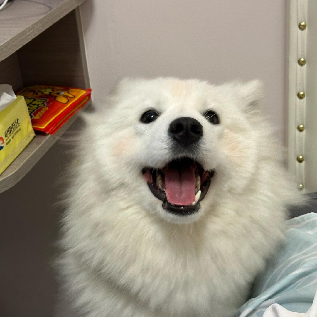 性感饭团 在线卖萌