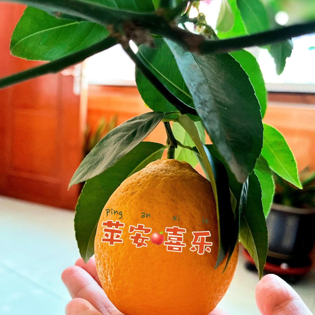 太阳细选🍟