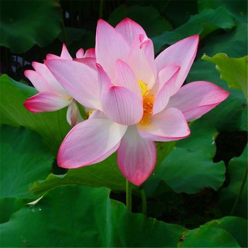 宝乐家服饰的头像