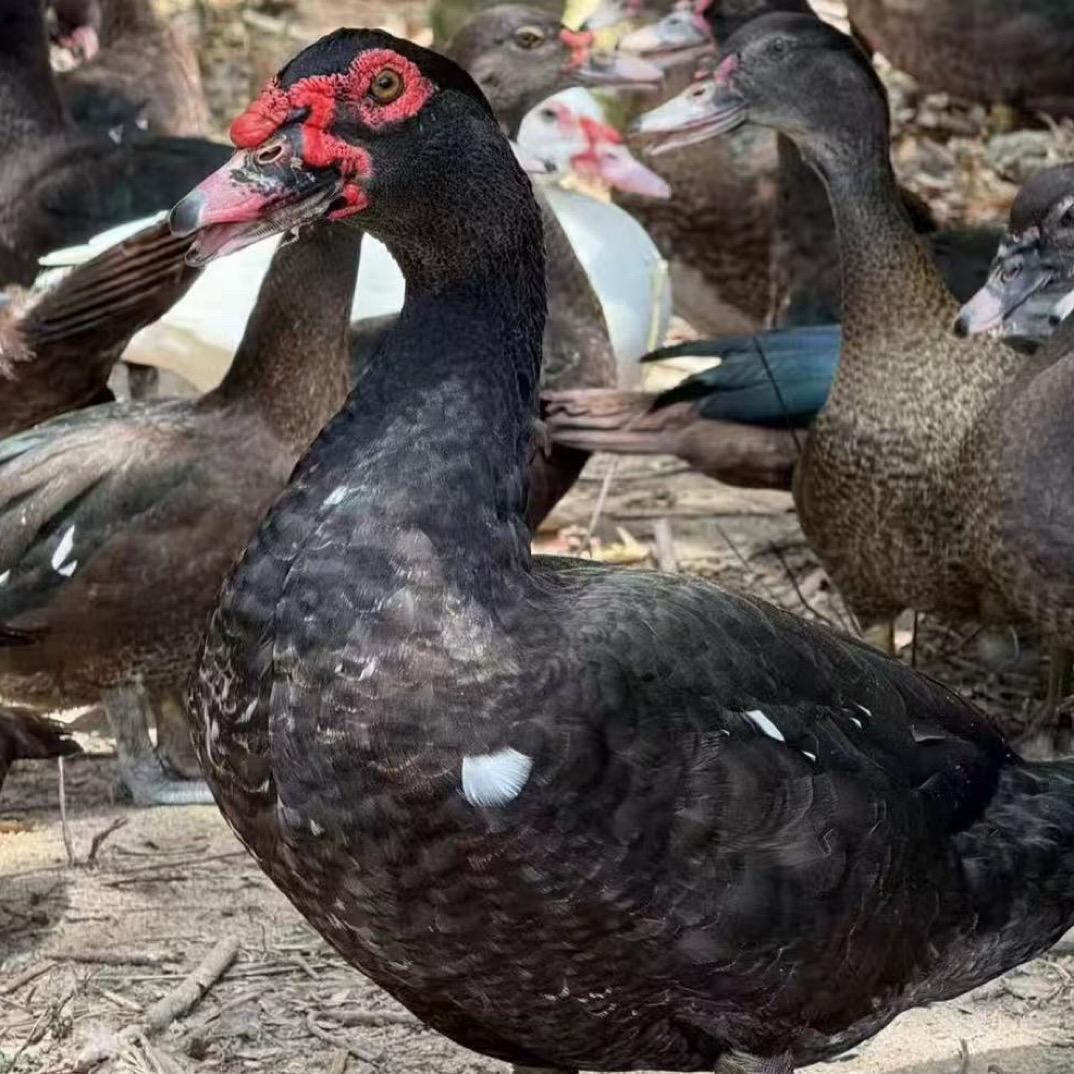 鲤遇