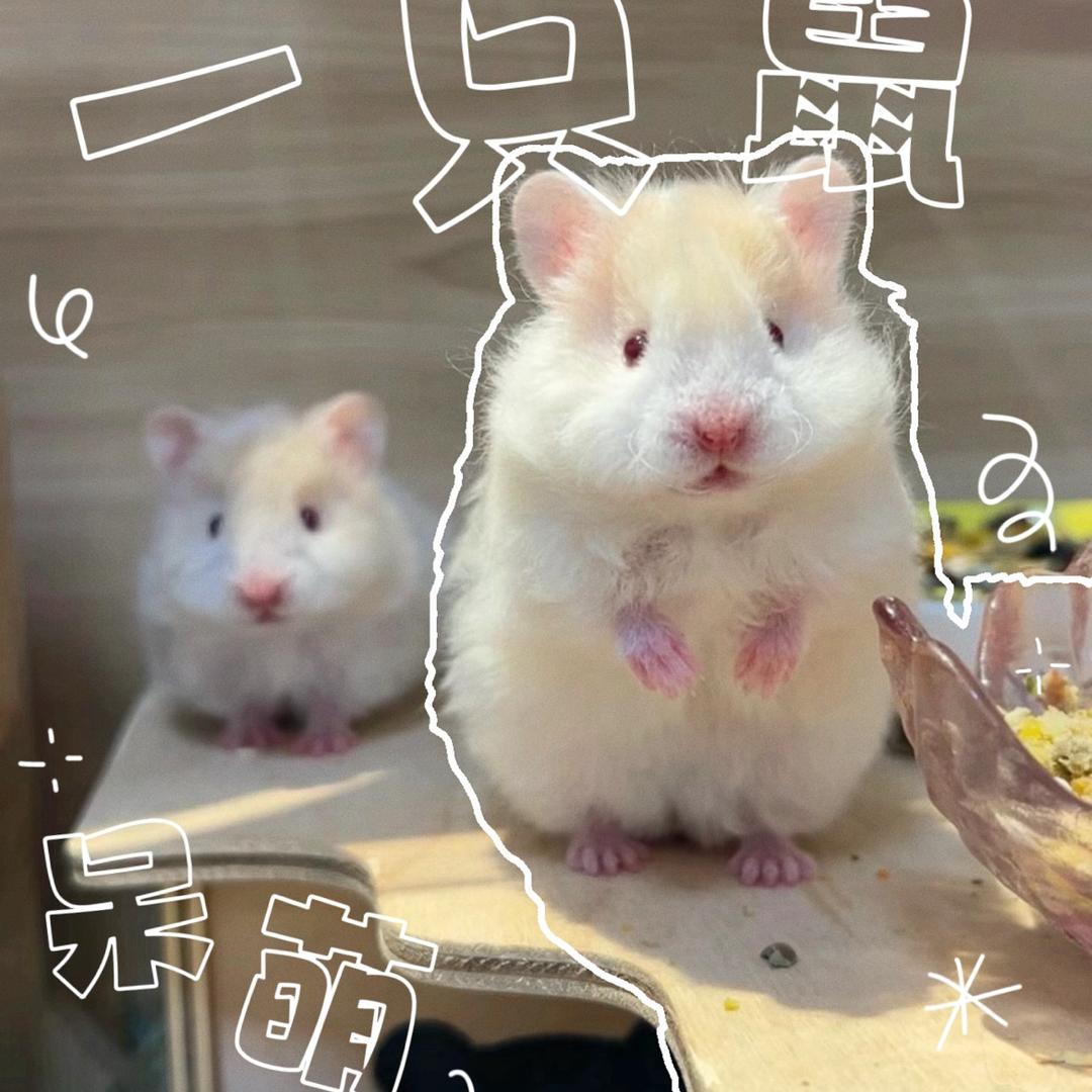 崔崔小宠生活馆