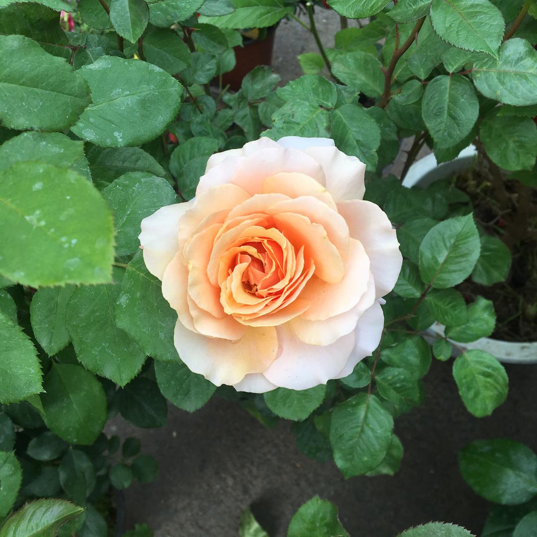 戴眼镜的洋大人