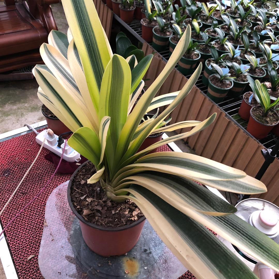 海兰依多绿植坊