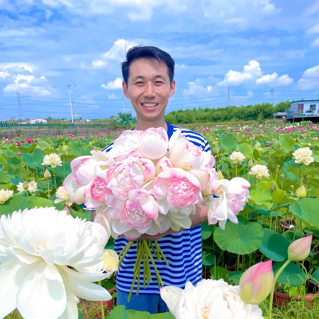 兵哥荷花