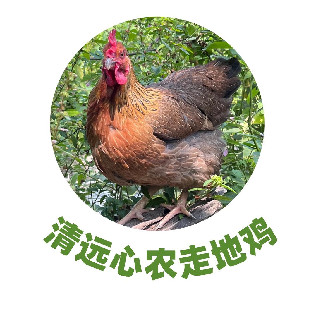 清远心农生态走地鸡
