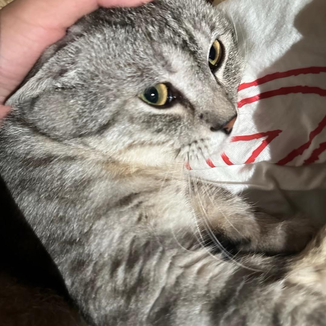 喜洋洋