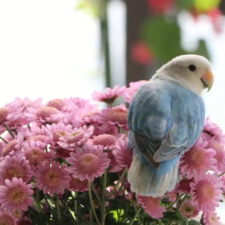 盛利宠物馆（牡丹鹦鹉）