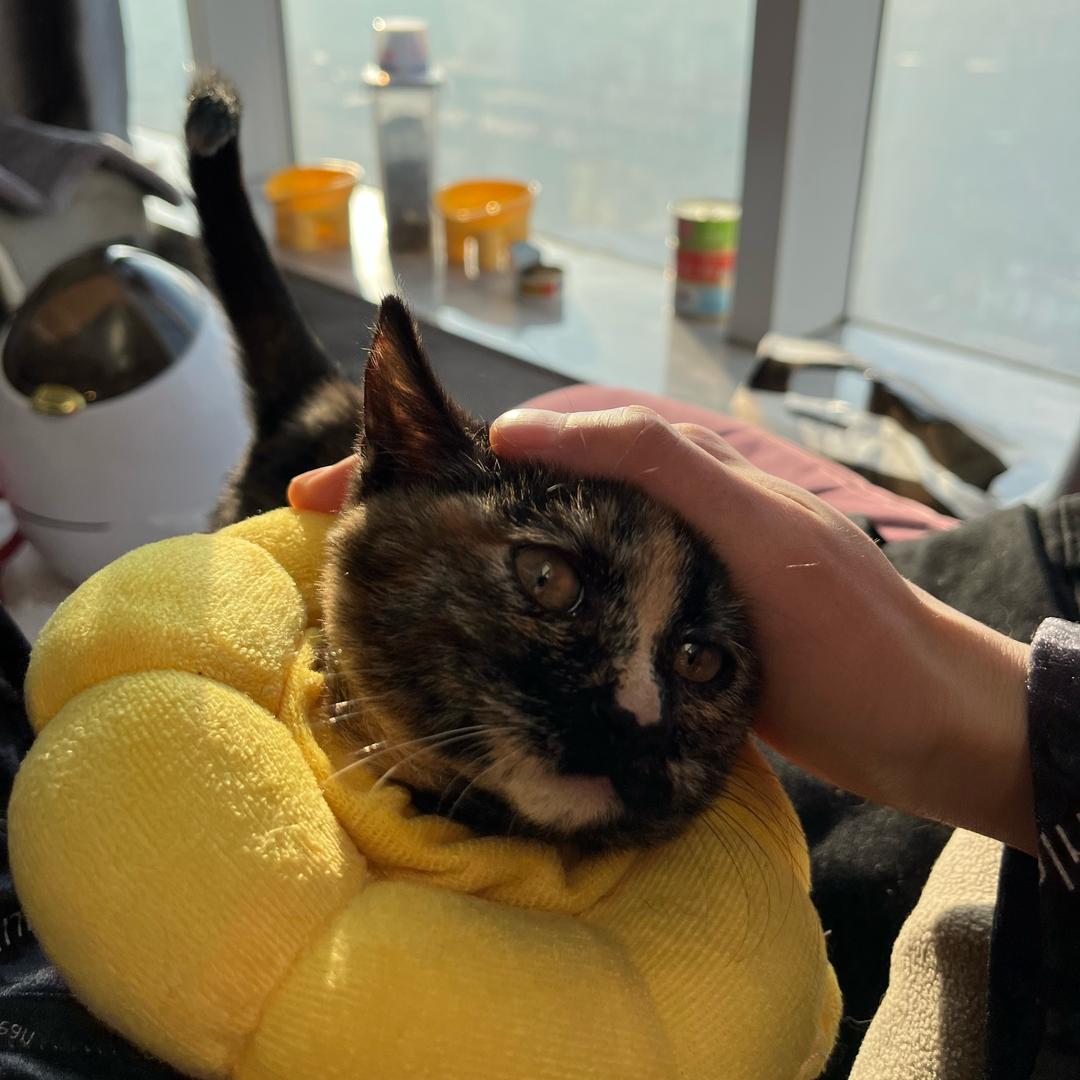 小维子不要哇哇叫