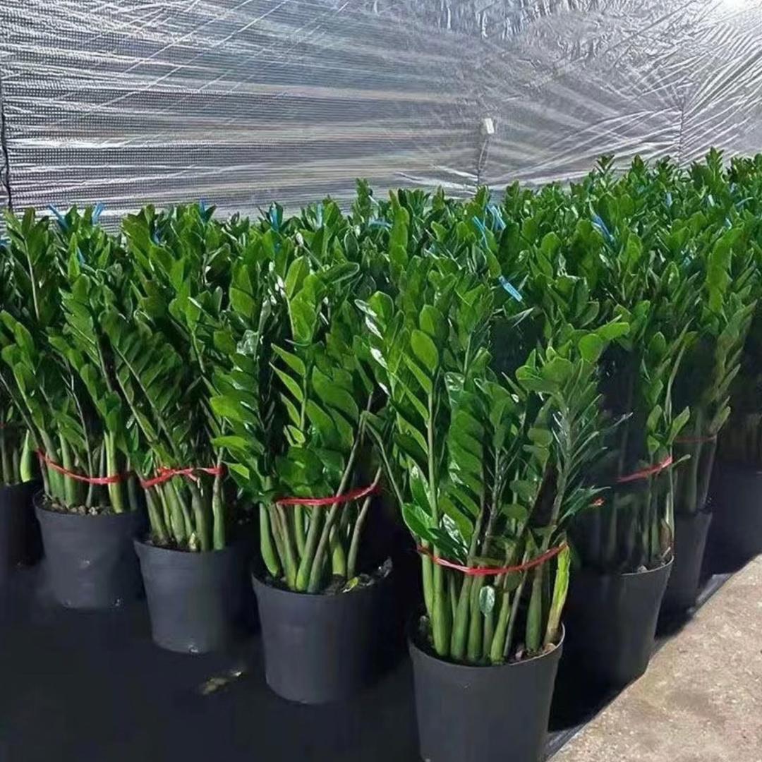 金钱树种植基地