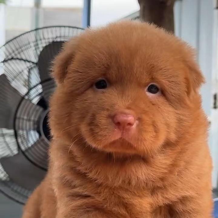 阿平田园犬（小号）