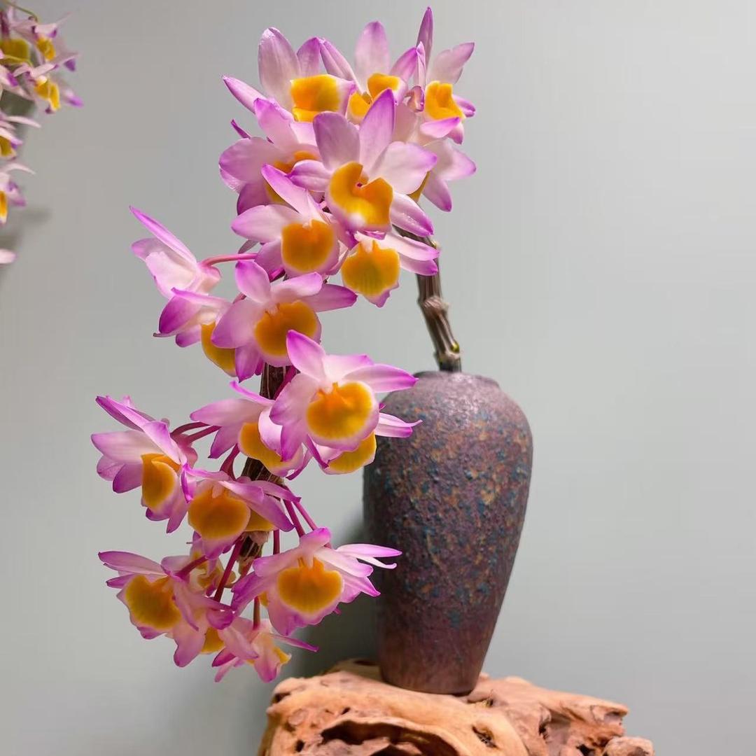 遇枝花