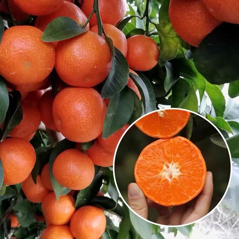 果亚多藿蔚堂果树苗木专卖店