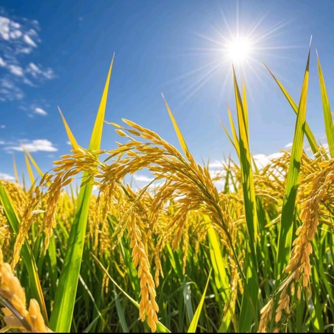 新农友农资工厂