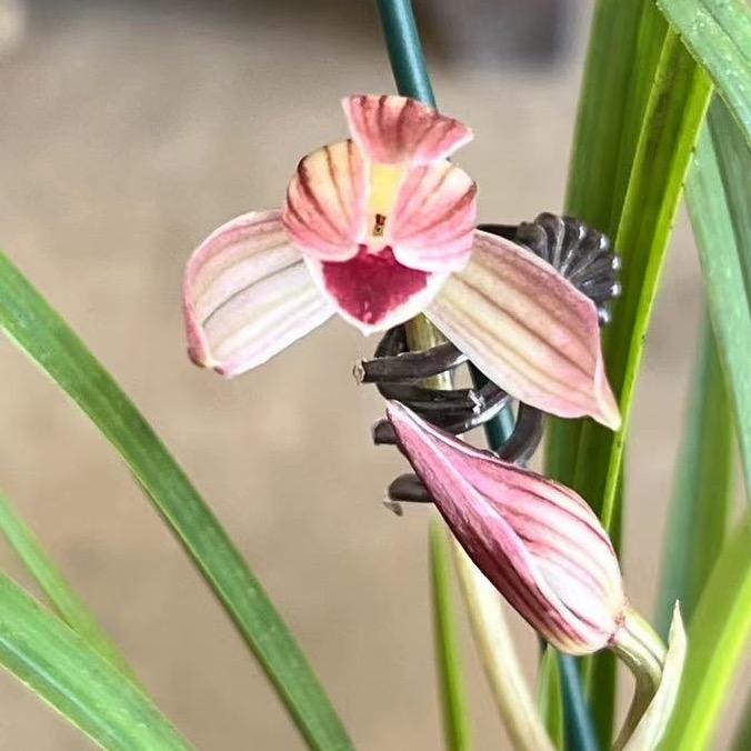 莲瓣花姑娘（博兰轩）
