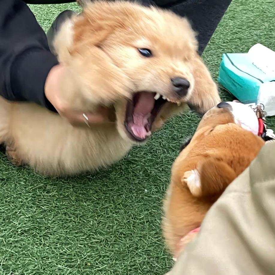 吃了一只知更鸟