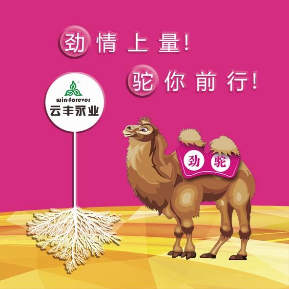 恋上网的鱼