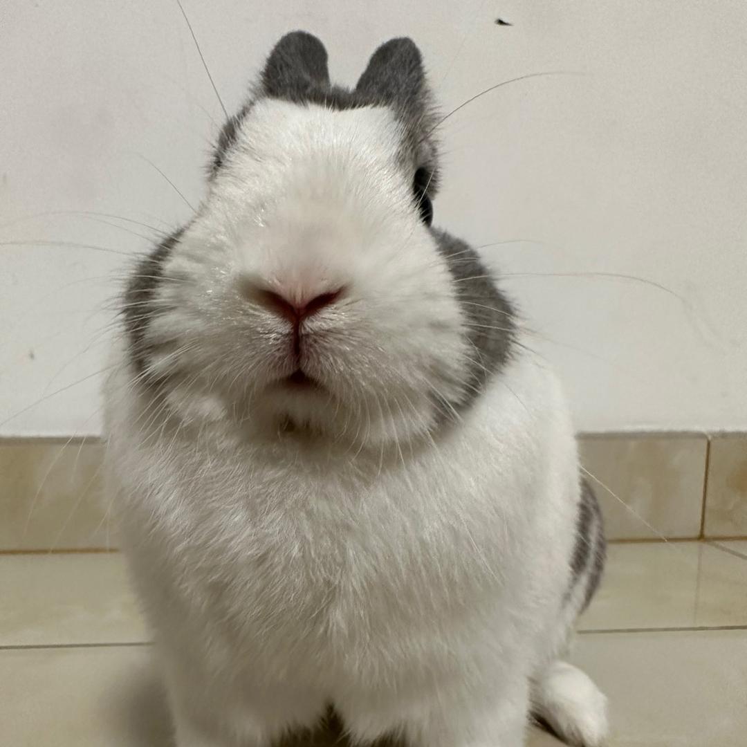 怪怪