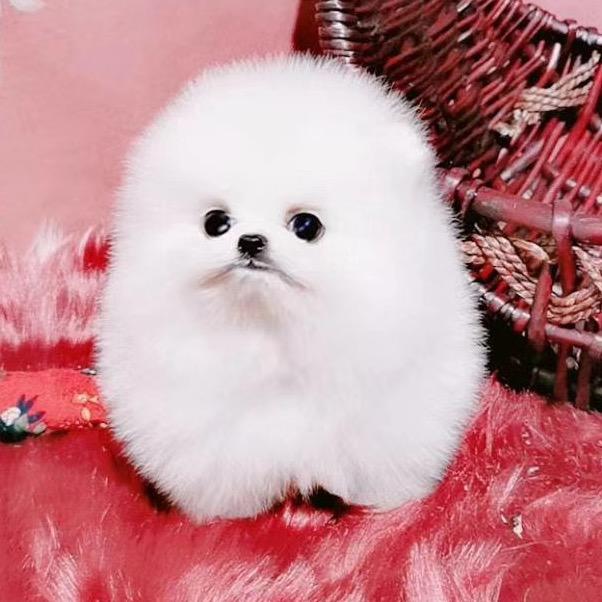 💞ღ᭄宠爱 ꧔ꦿ᭄💞