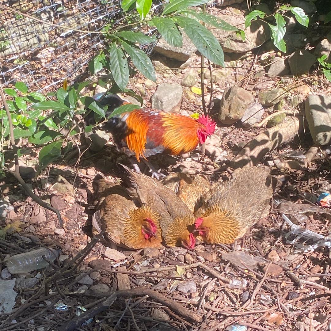 小狮麦兜(户外运动)