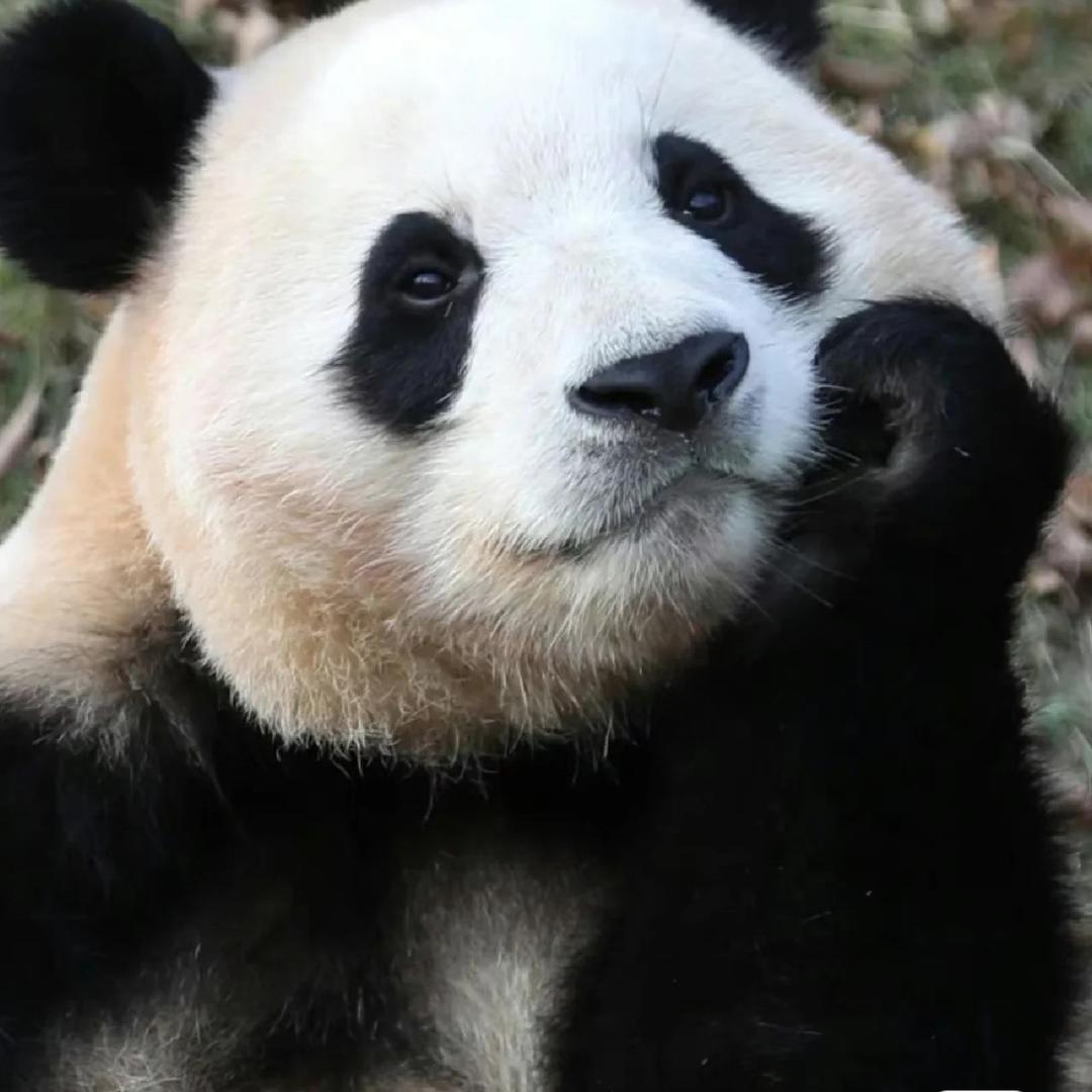 阿弥陀佛么么哒