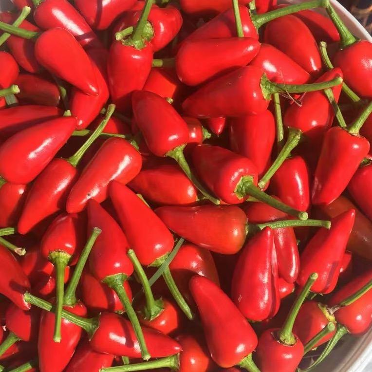 🌶️贵州辣椒黄云