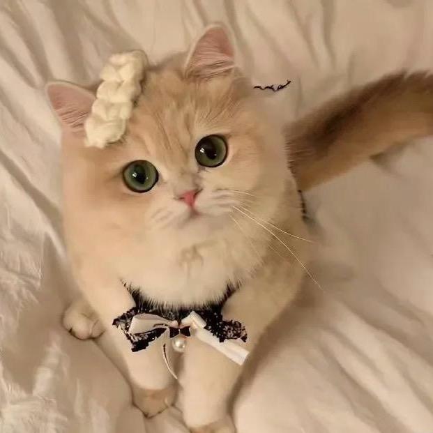 巷子里猫ᜊ(꒪ˊ꒳ˋ꒪)ᜊ