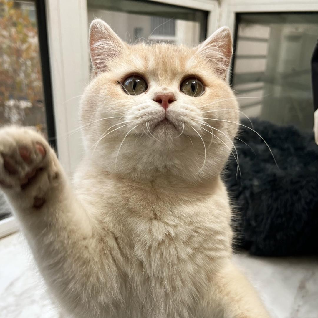 金百万的小日子