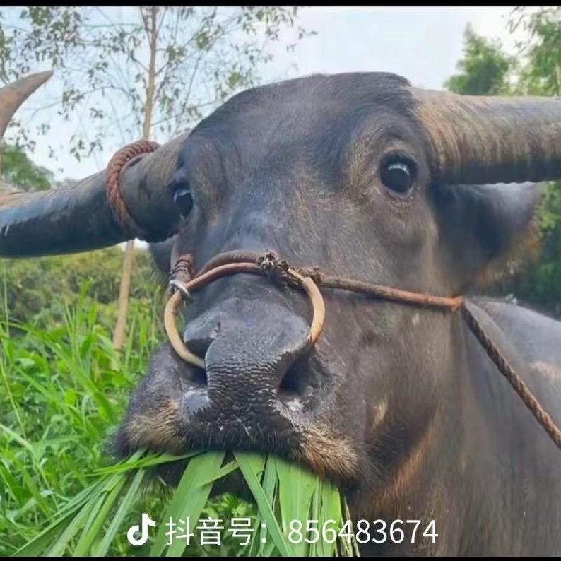 华丽的身后谁人能懂