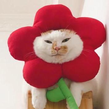 凌晨不熬耶