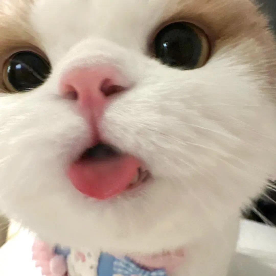 TiAmo.