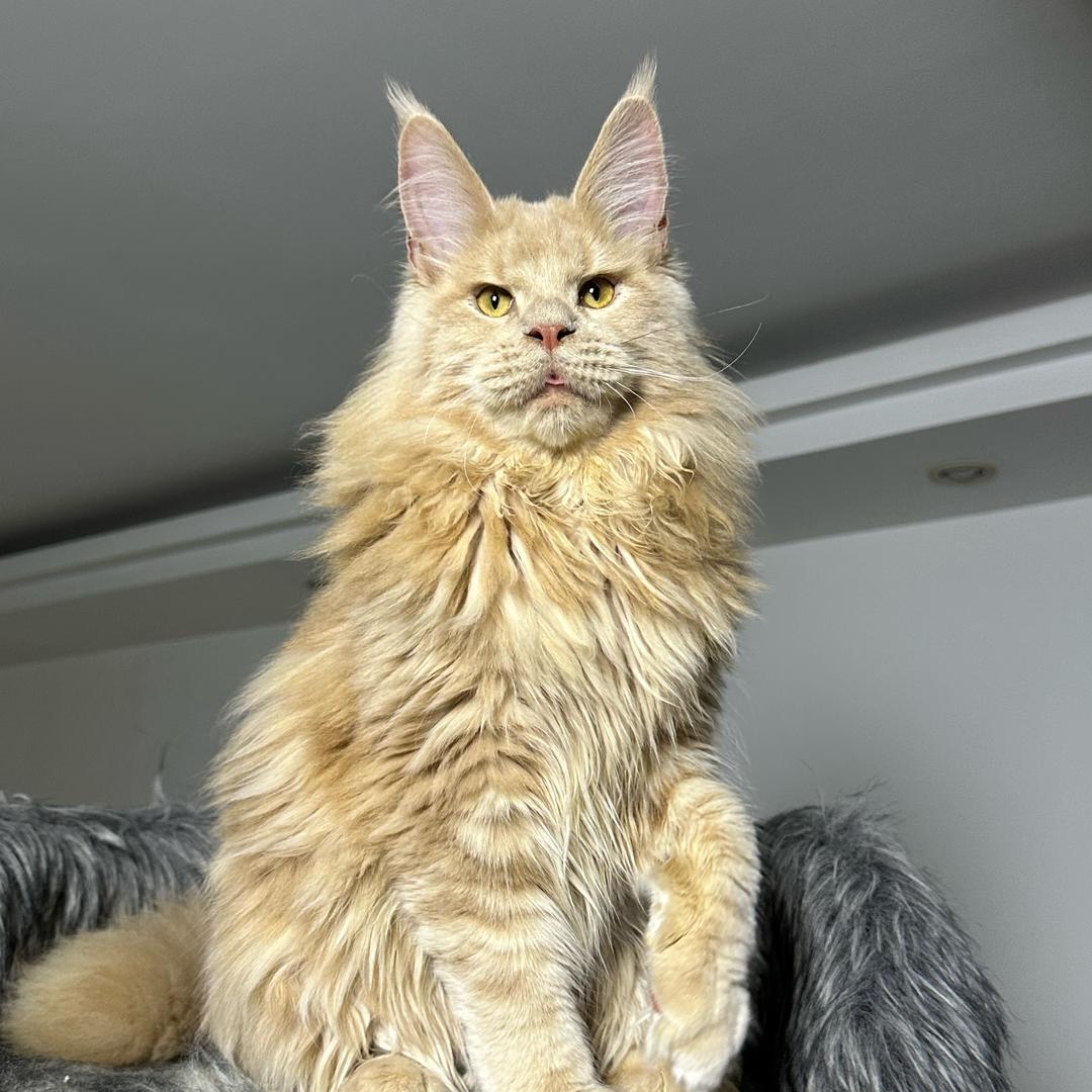 Diamond Cat 💎B Line