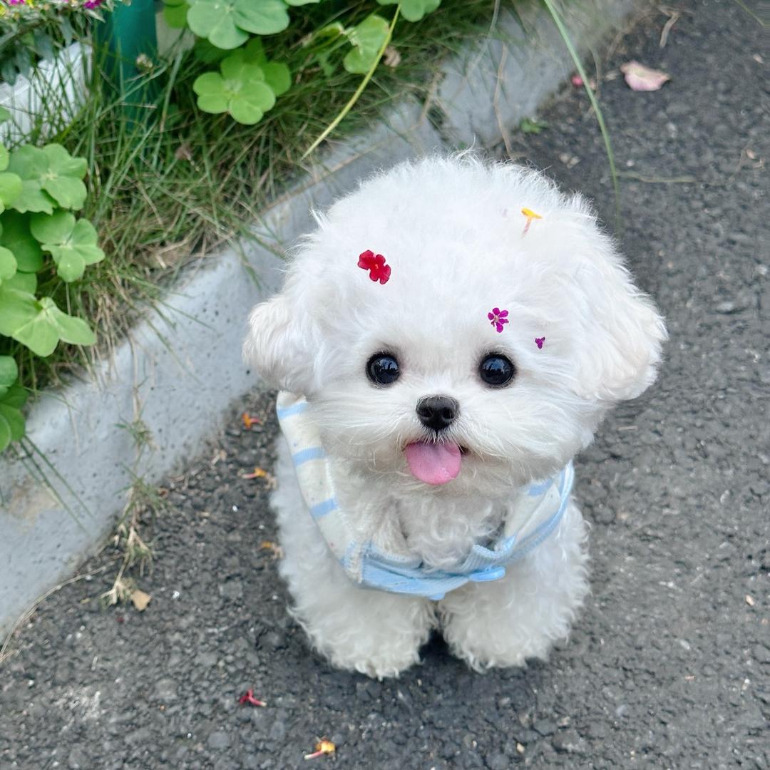 四小福犬业直播1️⃣号